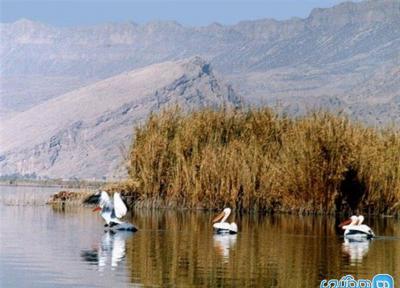 تالاب یوسفکند مهاباد؛ میزبان گرم زیباترین پرندگان