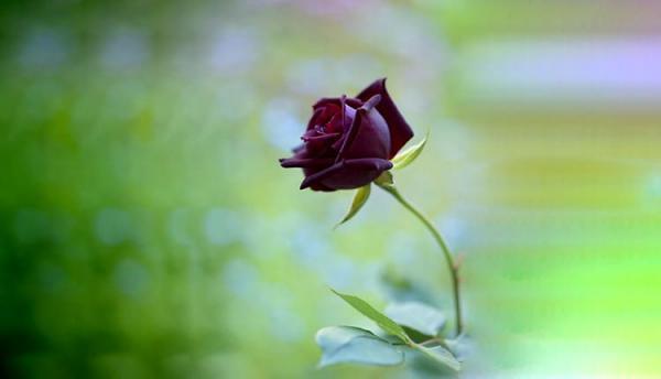 16 عکس گل رز قرمز طبیعی عاشقانه بسیار شیک برای پروفایل