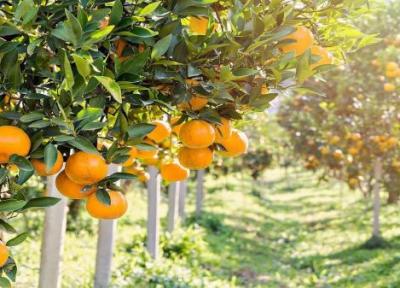طراحی خانه ویلایی دوبلکس: شروع برداشت نارنگی نوبرانه از باغات گیلان