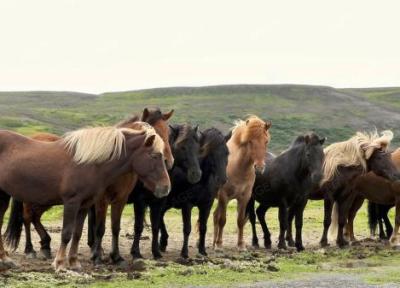 زیبایی های اسب ایسلندی