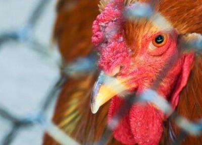نگرانی از افزایش بیماری آنفلوآنزای فوق حاد پرندگان با آغاز مهاجرت پرندگان وحشی