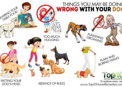 10 رفتار اشتباهی که با سگ تان دارید
