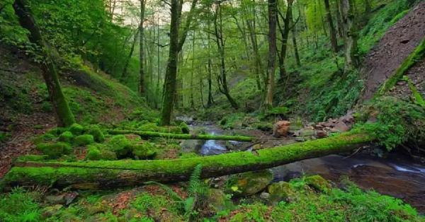 پارک جنگلی بی بی یانلو ، معرفی کامل و مسیر دسترسی