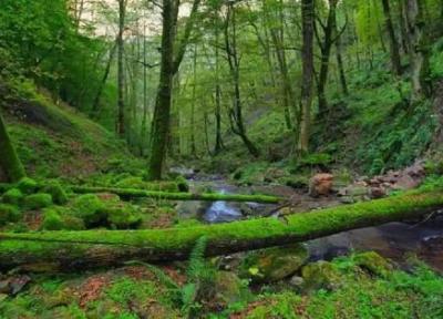 پارک جنگلی بی بی یانلو ، معرفی کامل و مسیر دسترسی